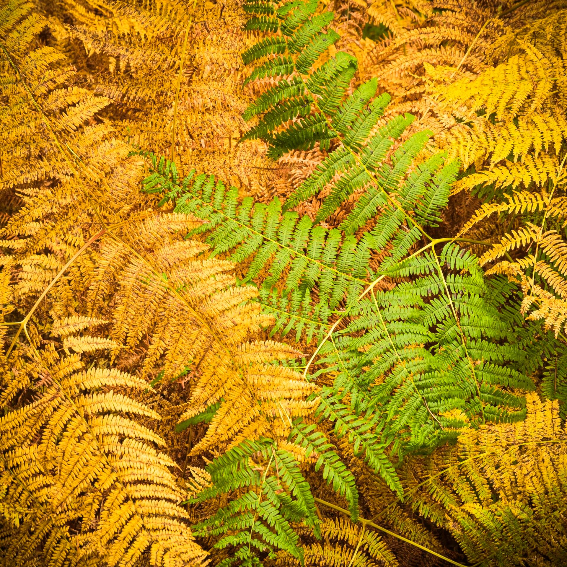 Landscape Photograph